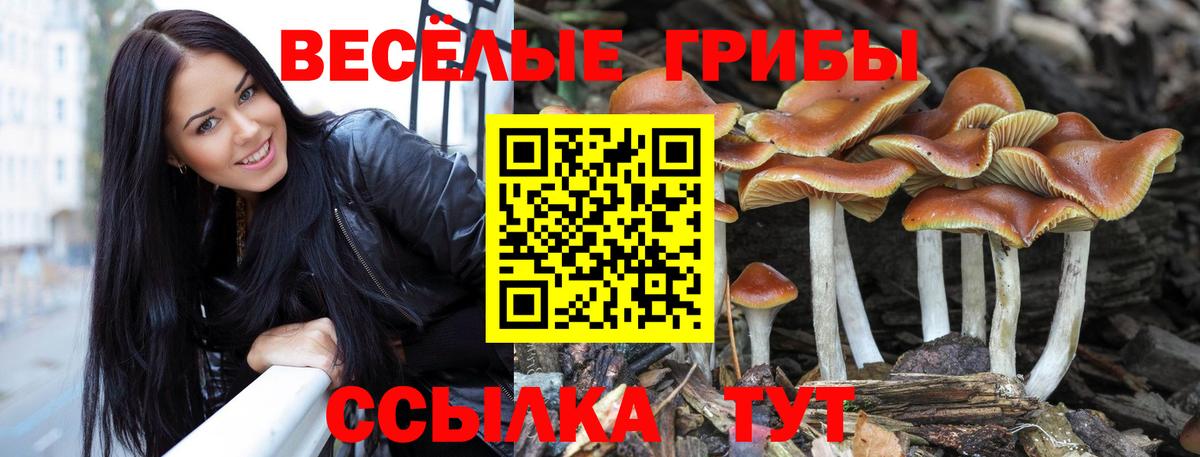 Галлюциногенные грибы Psilocybe Черкесск