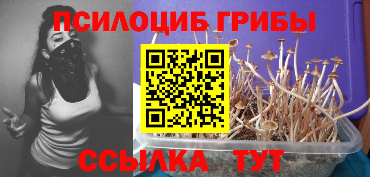 Черкесск  Псилоцибиновые грибы мухоморы  Вход с VPN 